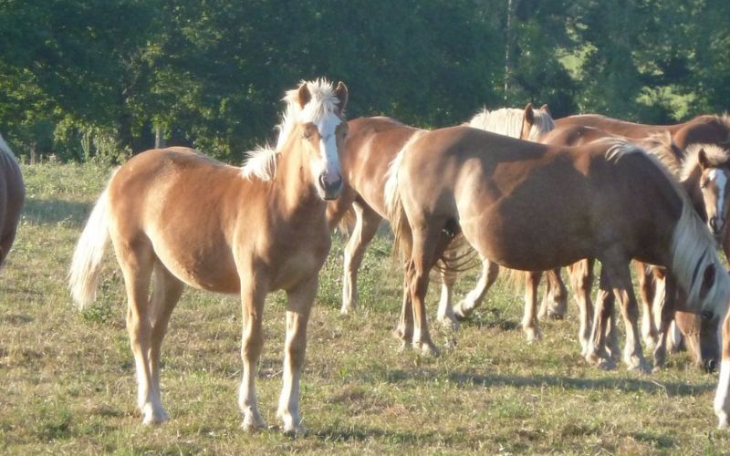 chevaux